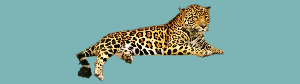 Can a Leopard Change its&nbsp;Spots?